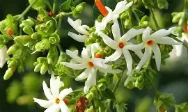 Night-Flowering Jasmine